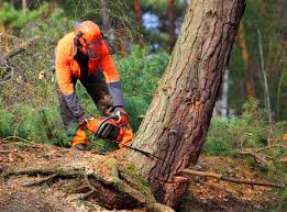 Attica, IN Tree Care Company
